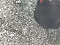 Chickens — Foto 2