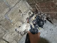 Chickens — الصورة 1