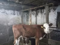 Kuh, Simmental cattle — Foto 1