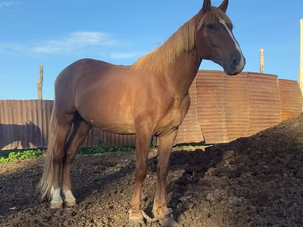 حصان, Kustanai horse