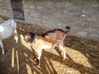 बकरा, Alpine goat — फ़ोटो 3