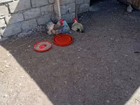 Chickens — Foto 3
