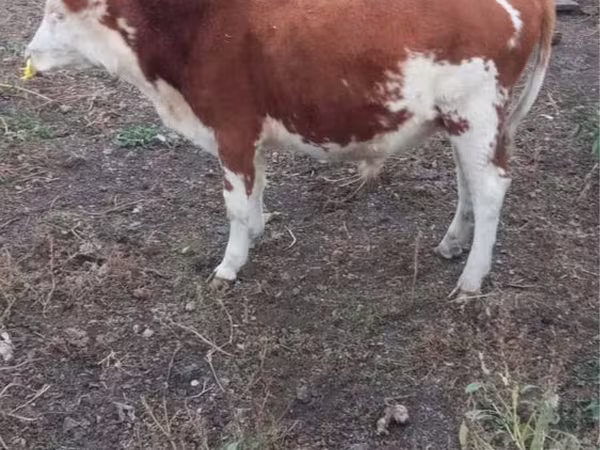 Bulle, Simmental cattle