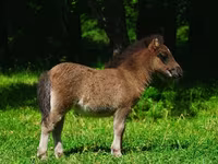خيول (دفعة، الجنس غير محدد), Shetland Pony — الصورة 4