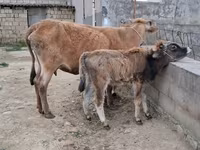 Cow, Cattle — photo 7