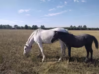 Horse (M), Horses — photo 3