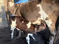 بقرة, Latvian Blue cattle — الصورة 6