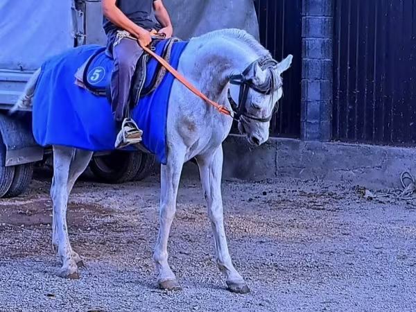Aygʻir, Arabian horse