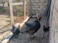 Turkeys — 2-rasm