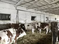 Buqa, Simmental cattle — 1-rasm