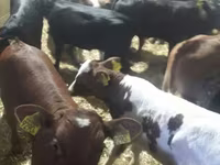 İribuynuzlu mal-qara (partiya, cinsi göstərilməyib), Simmental cattle — foto 5