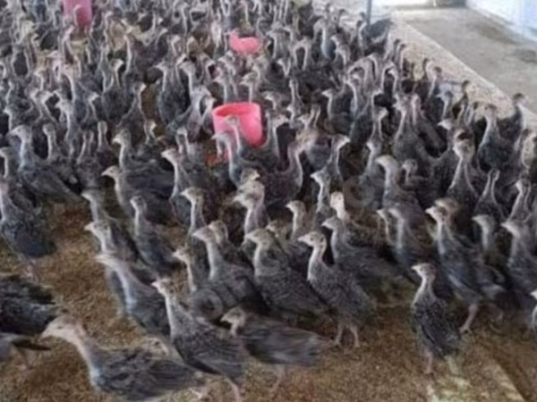 Turkeys
