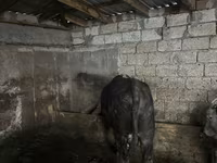 सांड, मवेशी — फ़ोटो 1