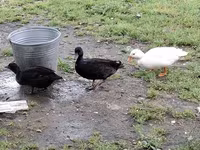 Ducks — Foto 6