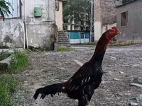 Chickens — Foto 2