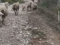 Qoç, Qoyunlar — foto 5