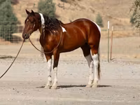 Hengst, American paint horse — Foto 4