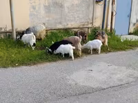Cabra, Cabras — foto 2