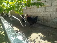 أوسترالورب — الصورة 2