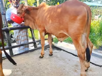 Bull, Cattle — photo 4