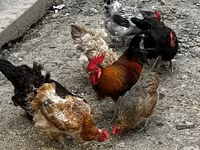Chickens — 4-сурет