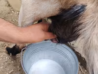 عنزة, الماعز — الصورة 4