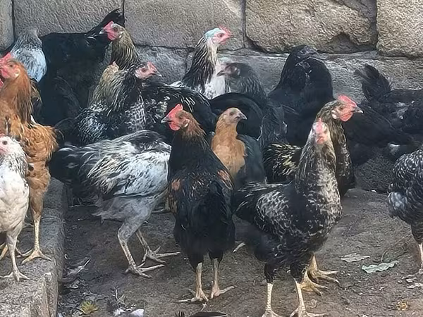 Chickens