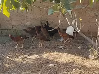 मेलीन — फ़ोटो 6