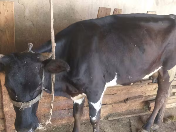 Сиыр, Russian Black pied cattle