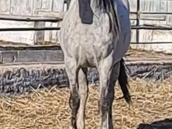 Pferde (Partie, Geschlecht nicht angegeben), Thoroughbred horse