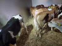 सांड, Simmental cattle — फ़ोटो 3