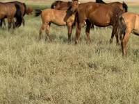 公马, Kazakh horse — 照片 3