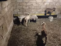 Goats (batch, sex not specified), Goats — photo 2