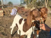 Dişi keçi, Kamori goats — foto 5