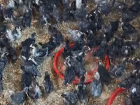 Chickens — الصورة 4