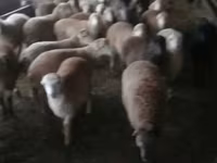 Schafe (Partie, Geschlecht nicht angegeben), Schafe — Foto 1