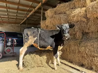 Kuh, Russian Black pied cattle — Foto 3