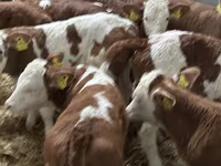 Rinder (Partie, Geschlecht nicht angegeben), Russian Black pied cattle — Foto 7