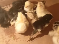 Chickens — 1-rasm