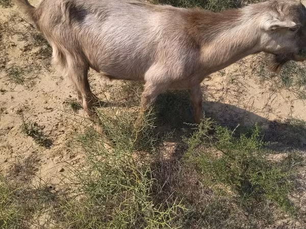Ziegenbock, Ziegen
