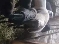 Қошқар, Rhon sheep — 6-сурет