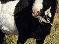 公山羊, LaMancha goats — 照片 4