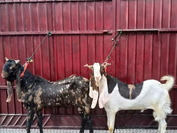 Keçi, Kamori goats
