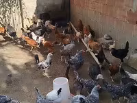Chickens — Foto 2