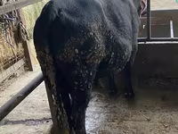 Bulle, Aberdeen-Angus — Foto 1
