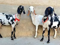Коза, Beetal goats — фото 4
