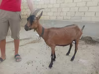عنزة, الماعز — الصورة 2