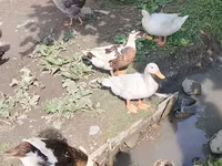 Deutscher Pekin — Foto 2
