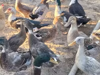Ducks — फ़ोटो 3