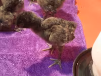 Chickens — 照片 2
